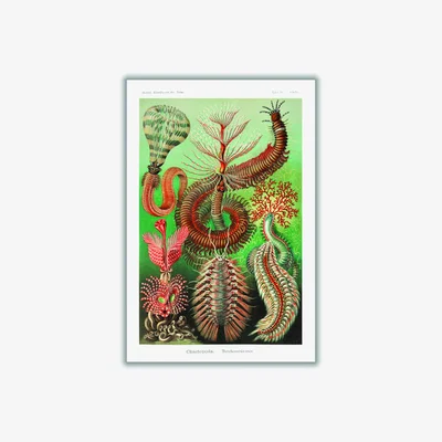 Wolf & Badger Green Chaetopoda-Borstenwürmer By Ernst Haeckel A2 420 X 594Mm Stanley Print House