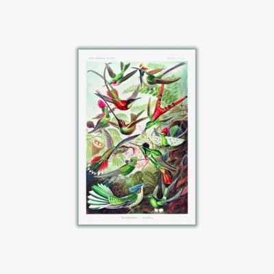 Wolf & Badger Trochilidae-Kolibris By Ernst Haeckel A4 210 X 297Mm Stanley Print House