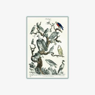 Wolf & Badger Grey Birds Of Prey A1 594 X 841Mm Stanley Print House