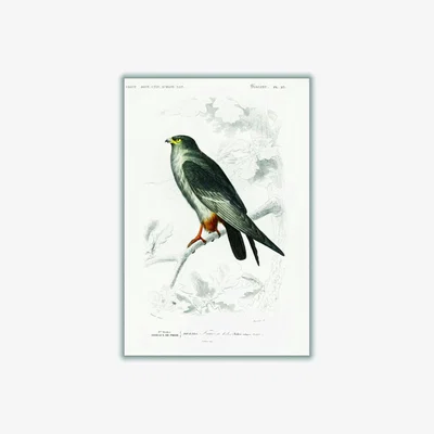 Wolf & Badger Grey Red-Footed Falcon Medium Stanley Print House