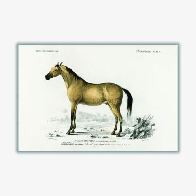 Wolf & Badger Gold Horse A2 420 X 594Mm Stanley Print House