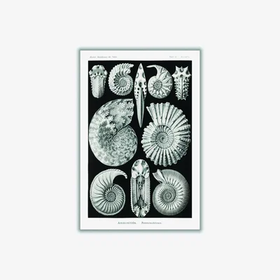 Wolf & Badger Grey Ammonitida-Ammonshörner By Ernst Haeckel A1 594 X 841Mm Stanley Print House
