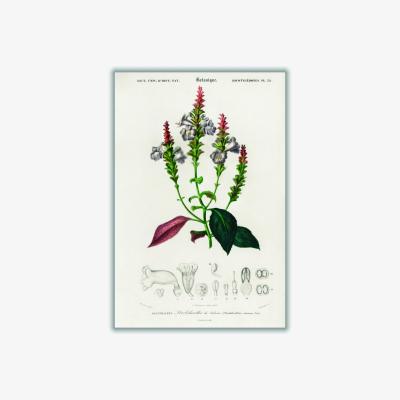 Wolf & Badger Strobilanthes Sabiniana A3 297 X 420Mm Stanley Print House