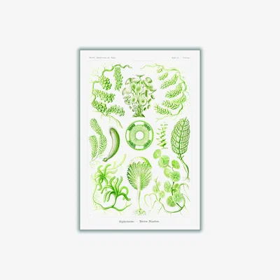 Wolf & Badger Green Siphoneae-Riesen Algetten By Ernst Haeckel A2 420 X 594Mm Stanley Print House