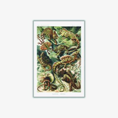 Wolf & Badger Green Lacertilia-Eidechlen By Ernst Haeckel A3 297 X 420Mm Stanley Print House