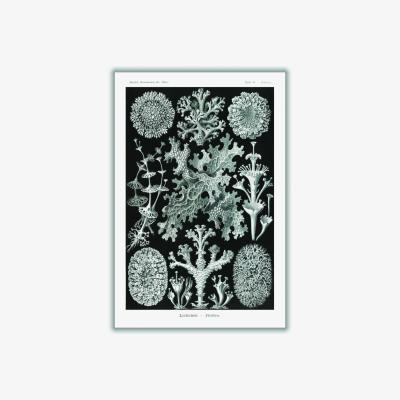 Wolf & Badger Grey Lichenes-Flechten By Ernst Haeckel A2 420 X 594Mm Stanley Print House