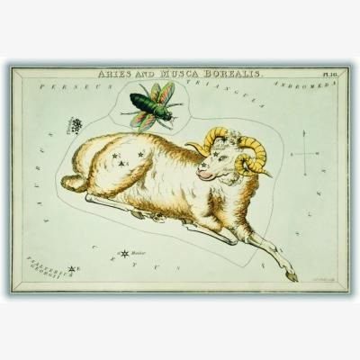 Wolf & Badger Yellow / Orange Astronomical Chart Illustration Of Aries And Musca Borealis Small Stanley Print House