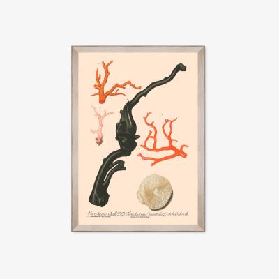Wolf & Badger Neutrals Deliciae Naturale Four Framed Art Mindthegap