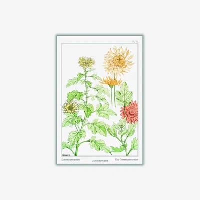 Wolf & Badger Green Chrysanthème Print By Maurice Pillard Verneuil Large Stanley Print House