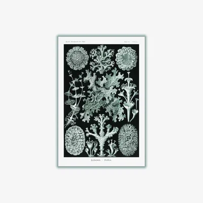 Wolf & Badger Grey Lichenes-Flechten By Ernst Haeckel Xxs Stanley Print House