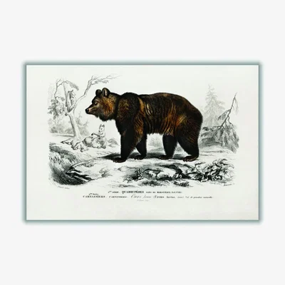 Wolf & Badger Brown Bear Xxs Stanley Print House