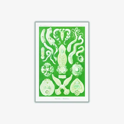 Wolf & Badger Green Platodes-Plattentiere By Ernst Haeckel A4 210 X 297Mm Stanley Print House