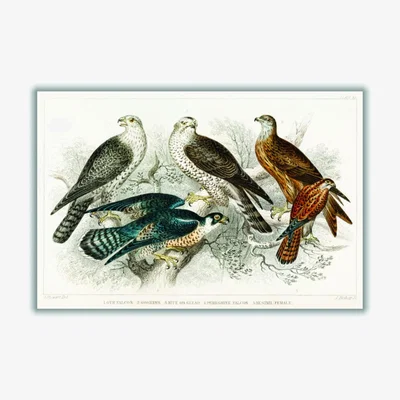 Wolf & Badger Various Birds Of Prey A3 297 X 420Mm Stanley Print House