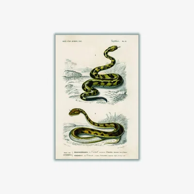 Wolf & Badger Green Vintage Snakes Ii A3 297 X 420Mm Stanley Print House