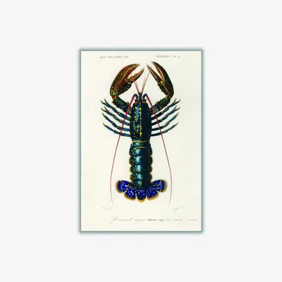 Wolf & Badger Crimson Crawfish I Large Stanley Print House
