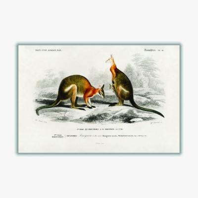 Wolf & Badger Yellow / Orange Macropus A2 420 X 594Mm Stanley Print House