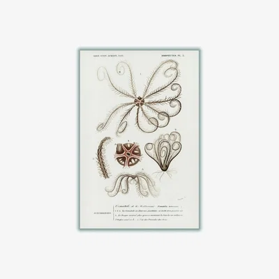 Wolf & Badger Neutrals Comatula Mediterranea A2 420 X 594Mm Stanley Print House