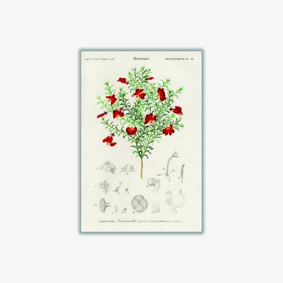 Wolf & Badger Green Red Leschenaultia A4 210 X 297Mm Stanley Print House