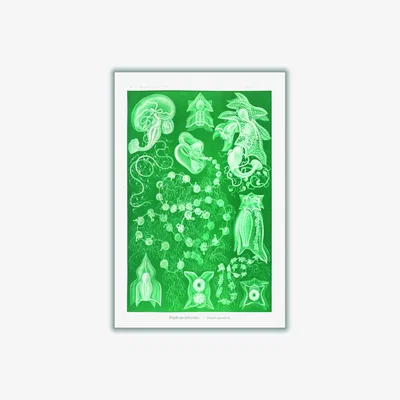 Wolf & Badger Green Siphonophorae-Staatsquallen Iiiii By Ernst Haeckel A1 594 X 841Mm Stanley Print House