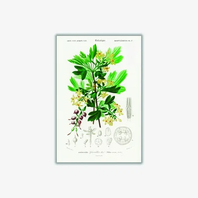 Wolf & Badger Green Ribes Aureum A3 297 X 420Mm Stanley Print House
