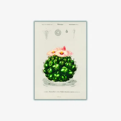 Wolf & Badger Green Starry Ball Extra Small Stanley Print House