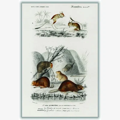 Wolf & Badger Grey Beaver And Jerboa A1 594 X 841Mm Stanley Print House