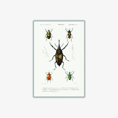 Wolf & Badger Natural History Different Types Of Beetle 2 A3 297 X 420Mm Stanley Print House