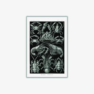 Wolf & Badger Black Decapoda-Behnfukkreble By Ernst Haeckel A3 297 X 420Mm Stanley Print House