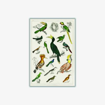 Wolf & Badger Brown Collection Of Birds Iiiii Print Large Stanley Print House