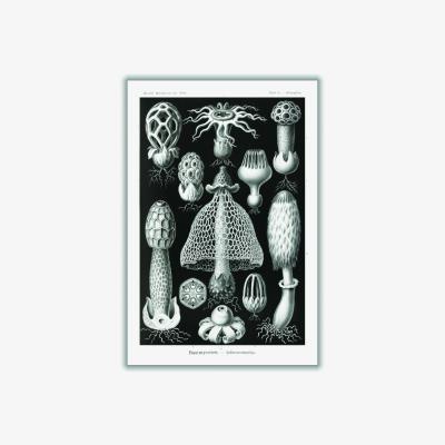 Wolf & Badger Grey Basimycetes-Schwammpilze By Ernst Haeckel A2 420 X 594Mm Stanley Print House