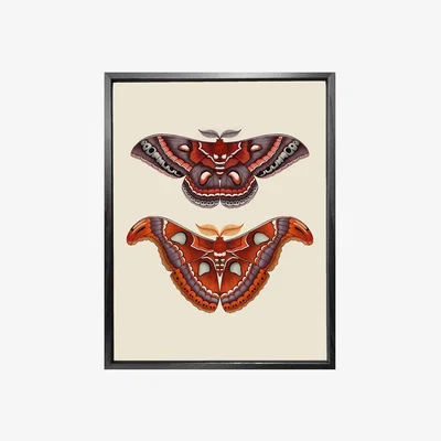 Wolf & Badger Antique Atlas & Cecropia Moths Fine Art Print A3 Emily Carter