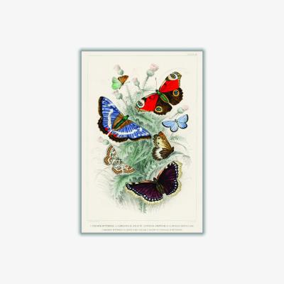 Wolf & Badger Various Butterflies A1 594 X 841Mm Stanley Print House