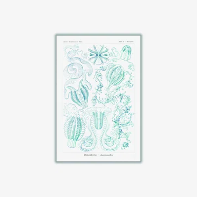 Wolf & Badger Blue Ctenophorae-Kammquallen By Ernst Haeckel Extra Large Stanley Print House