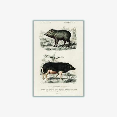 Wolf & Badger Black Pecari & Sus Scropha A3 297 X 420Mm Stanley Print House