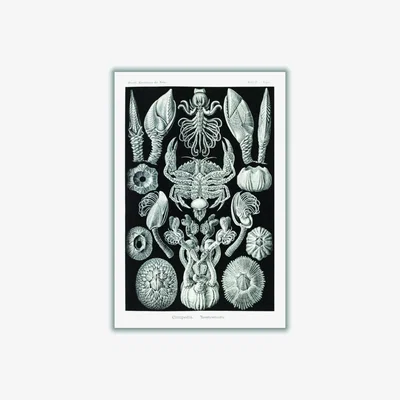 Wolf & Badger Grey Cirripedia-Rankenkreble By Ernst Haeckel A2 420 X 594Mm Stanley Print House