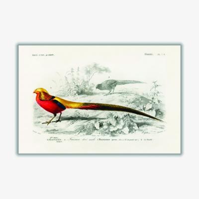 Wolf & Badger Yellow / Orange Male Golden Pheasant A4 210 X 297Mm Stanley Print House