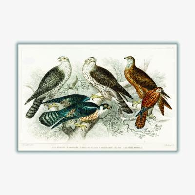 Wolf & Badger Various Birds Of Prey A2 420 X 594Mm Stanley Print House