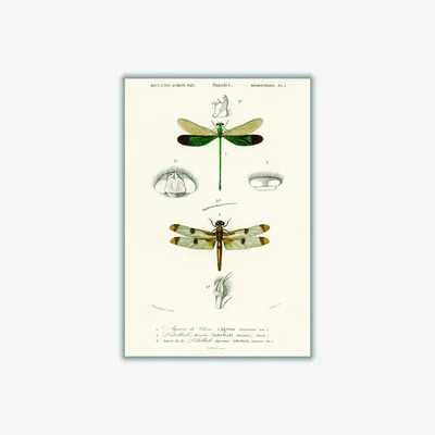 Wolf & Badger Neutrals Natural History Different Types Of Dragonflies A4 210 X 297Mm Stanley Print House