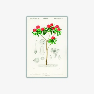 Wolf & Badger Rhododendron Arboreum A2 420 X 594Mm Stanley Print House