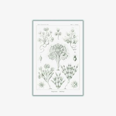 Wolf & Badger Grey Flagellata-Geiklinge By Ernst Haeckel A2 420 X 594Mm Stanley Print House
