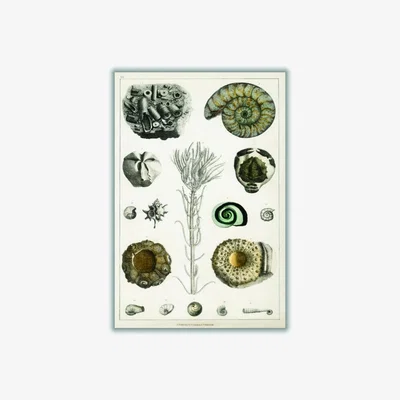 Wolf & Badger Green Collection Of Fossils Iii Print Medium Stanley Print House