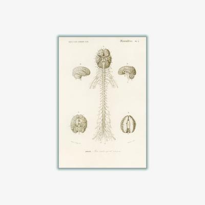 Wolf & Badger Neutrals Human Brain Illustration Print Small Stanley Print House