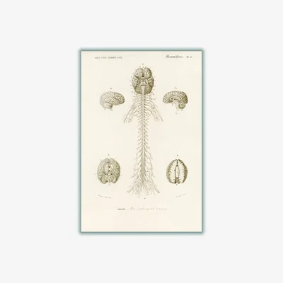 Wolf & Badger Neutrals Human Brain Illustration Print Small Stanley Print House