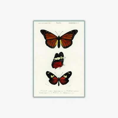 Wolf & Badger Brown Natural History Different Types Of Butterfly 5 A2 420 X 594Mm Stanley Print House