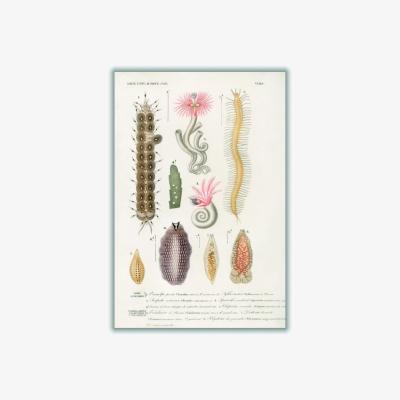 Wolf & Badger Yellow / Orange Natural History - Different Types Of Marine Life 1 Extra Small Stanley Print House