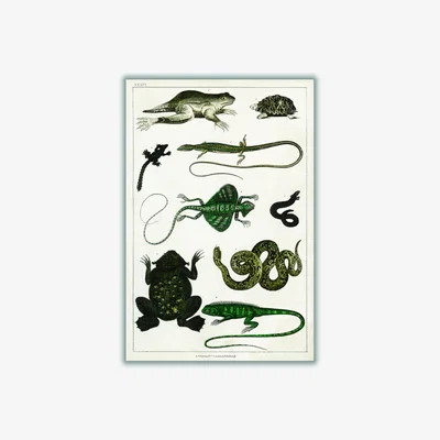 Wolf & Badger Green Reptiles Large Stanley Print House