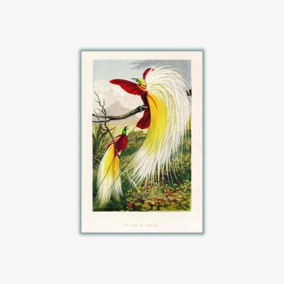 Wolf & Badger Yellow / Orange The Bird Of Paradise A2 420 X 594Mm Stanley Print House