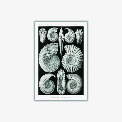 Wolf & Badger Grey Ammonitida-Ammonshörner By Ernst Haeckel Extra Large Stanley Print House
