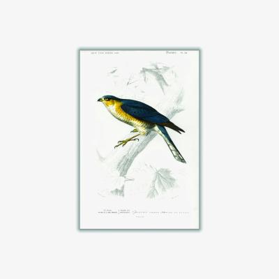 Wolf & Badger Yellow / Orange Eurasian Sparrowhawk Print A3 297 X 420Mm Stanley Print House