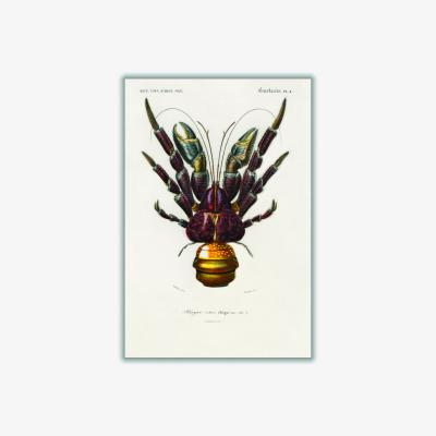 Wolf & Badger Brown Coconut Crab Medium Stanley Print House